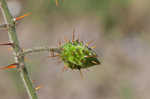 Sticky nightshade